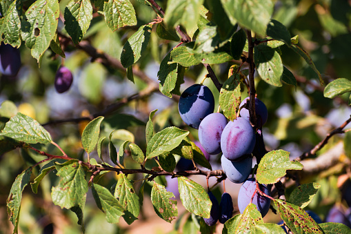 Horizontal closeup photo of olives and leaves growing on an organic olive tree in Moree, country NSW