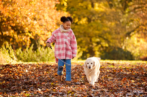 Girl Walking Pet Golden Retriever Dog In Autumn Countryside