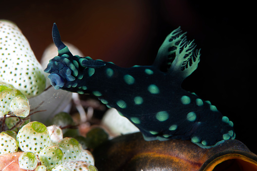 Nudibranch (sea slug) - Nembrotha cristata looking for ascidians. Underwater macro world of Tulamben, Bali, Indonesia.