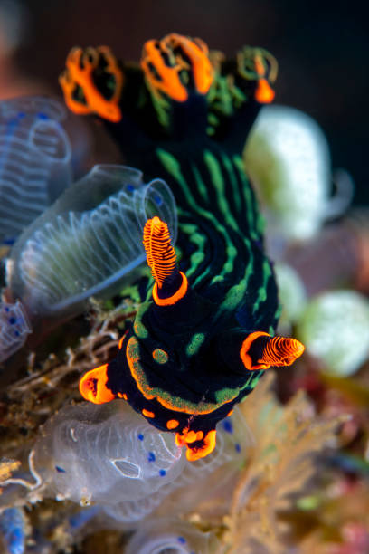 macro sous-marine - nudibranch photos et images de collection