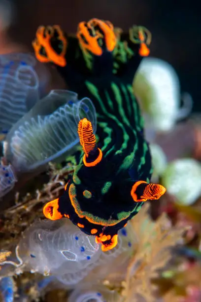 Nudibranch (sea slug) - Nembrotha kubaryana (feeding on Ascidians, sea squirts). Underwater macro world of Tulamben, Bali, Indonesia.