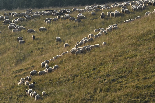 A herd of sheep grazing in pastures in Romania. Mountainous pastures with green grass. Driving the herd into the valley to milk and shear wool.