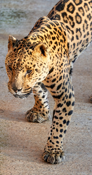 Beautiful jaguar specimen walking through its domain in the natural park of cabarceno, a zoo in cantabria, spain, europe