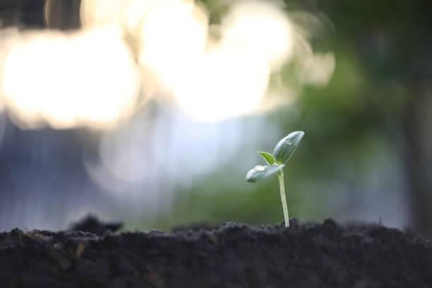 istock Green Growing cantaloupe plant with dark brown solid 1459359373