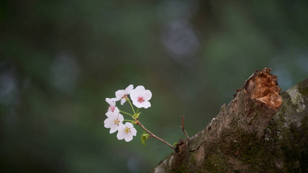 istock Emotional cherry blossoms on dark background 1459359394