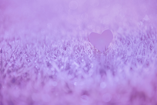 Heart Purple pastel blurred background for love valentine's day concept. Rose Purple color effect glitter. Violet Backdrop abstract blurry bokeh festive. Soft sparkle Lavender blur pastel Background