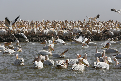 Pelicans, birds in Djoudj national park, reserve Senegal, Africa. Djoudj National Bird Sanctuary. African landscape, scenery. Senegalese nature