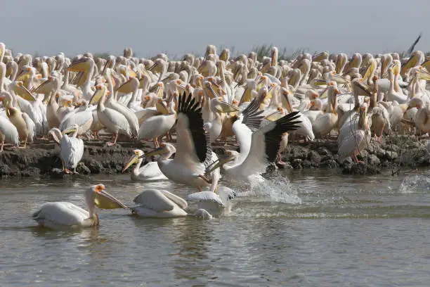 Photo of Pelicans in Djoudj national park, reserve Senegal, Africa. Djoudj National Bird Sanctuary. African landscape