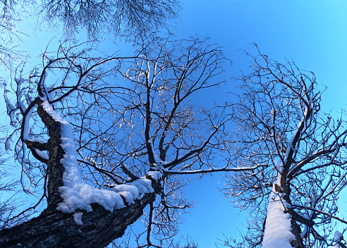 Tree branches in the snow against blue sky