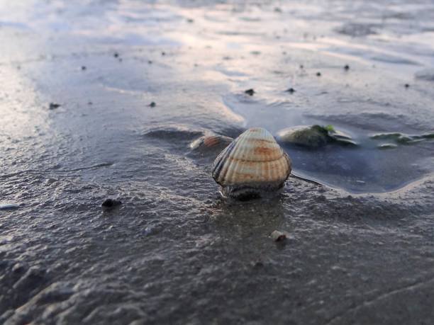 istock East Frisian Coast 1459361902