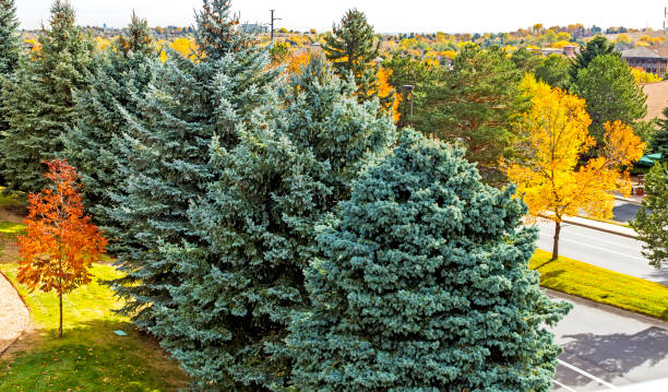 Autumn landscape in Colorado. Autumn landscape in Colorado,United States. picea pungens stock pictures, royalty-free photos & images