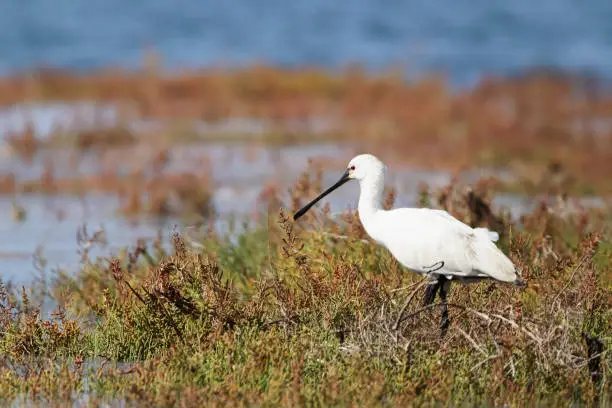 Photo of a spoon bill at the Sado River in the Setúbal district in the South of Portugal.