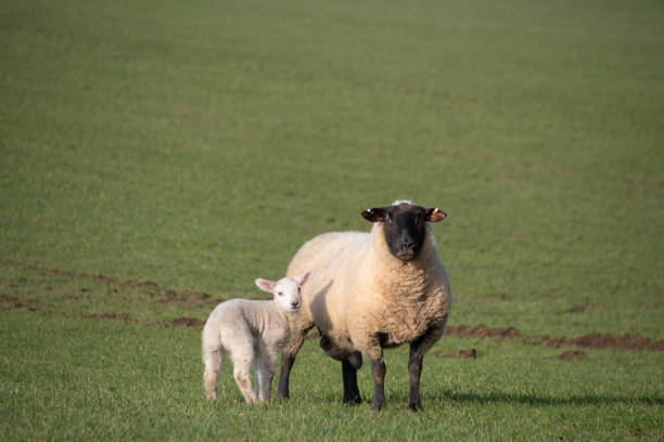 istock New  born lamb  with  its  mother 1459365373