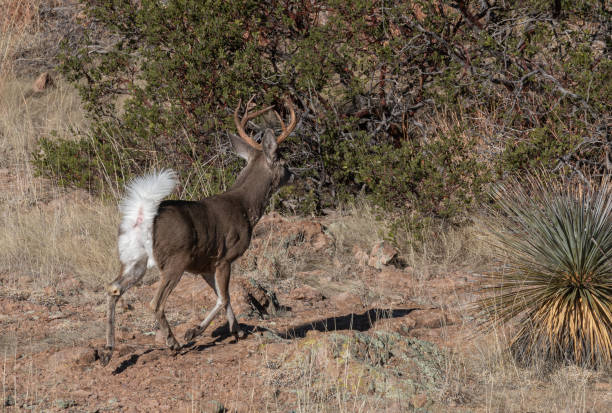 istock Coues Deer Buck in Arizona 1459365506