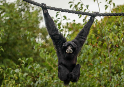 One of the Siamang Gibbons in Dublin Zoo, Phoenix Park, Dublin 8.