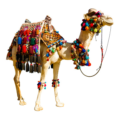 The decorated camel is isolated on a white background. On the muzzle is a hat and sunglasses. On the hump is a variegated multicolored carpet.