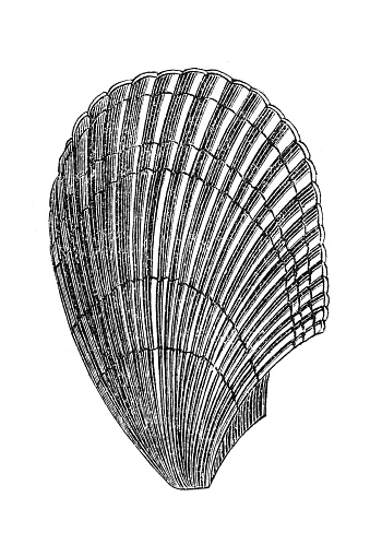 Lima lineata mussel fossil