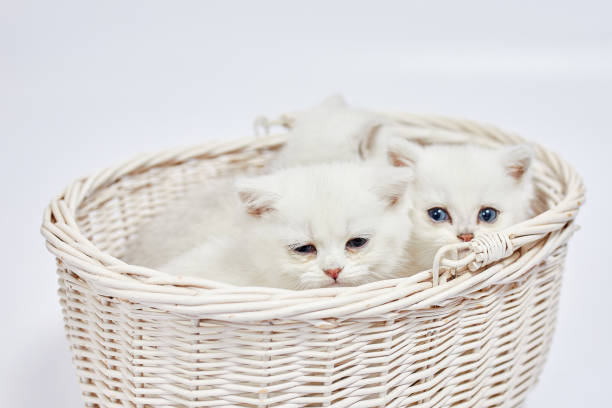 istock A beautiful white kittens British Silver chinchilla sits in a basket on a white background 1459368701