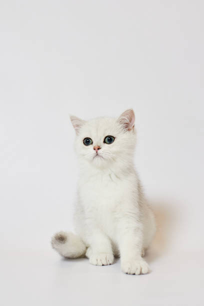 istock A beautiful white kitten British Silver chinchilla on a white background 1459368711