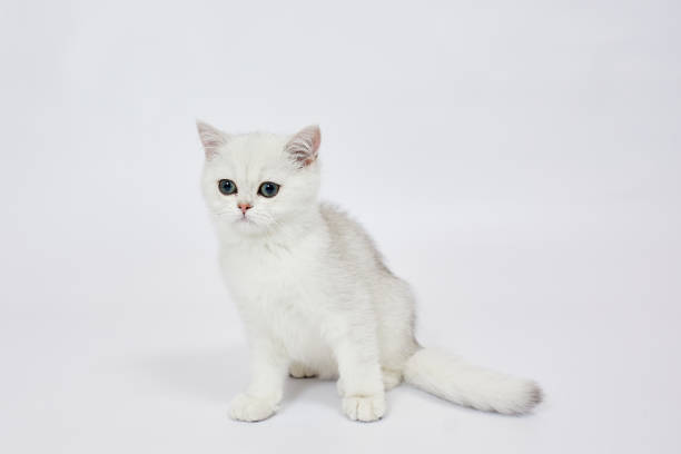 istock A beautiful white kitten British Silver chinchilla on a white background 1459368720