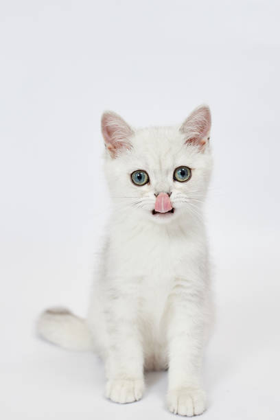 istock A beautiful white kitten British Silver chinchilla on a white background 1459368746
