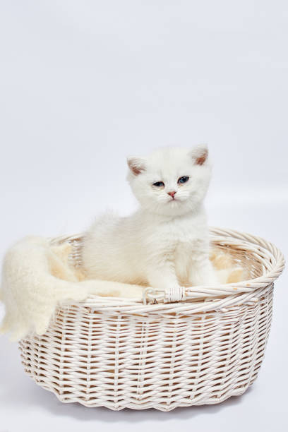 istock A beautiful white kittens British Silver chinchilla sits in a basket on a white background 1459368782