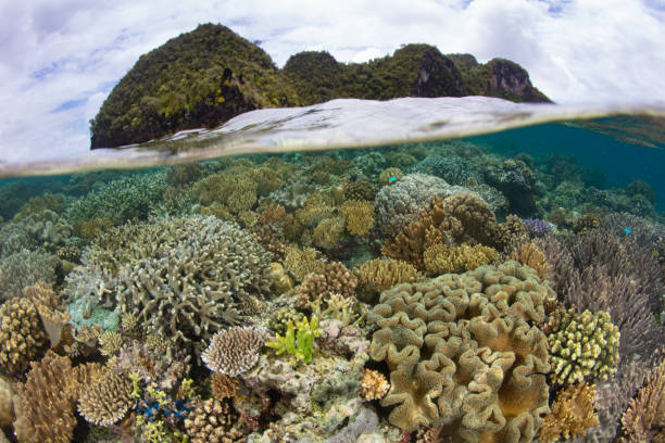 istock A Beautiful Coral Reef Grows in Raja Ampat 1459369477