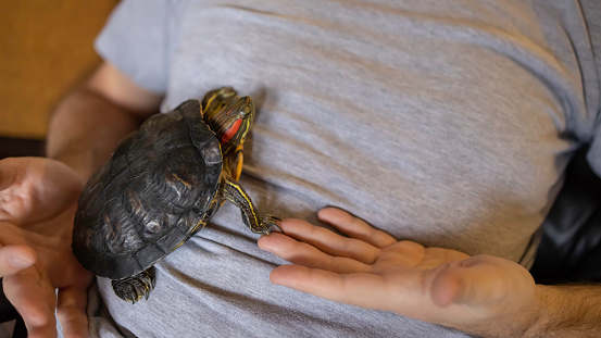 An adult man playing with his pet red eared slider turtle