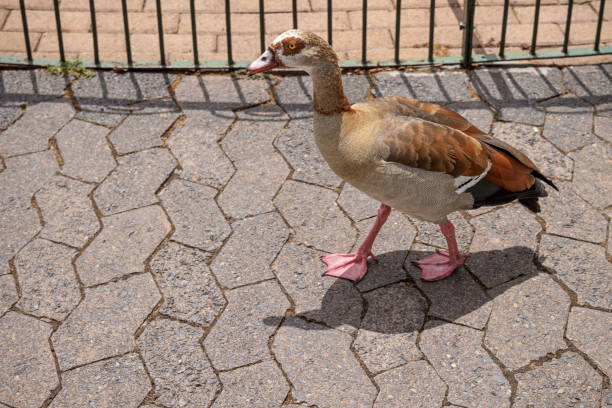 Egyptian goose taking a walk in a public park in Cape Town