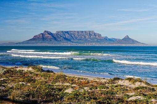 View of Table Mountain in early morning across Table Bay with vegetation covered dunes and beach in foreground, Western Cape, South Africa
