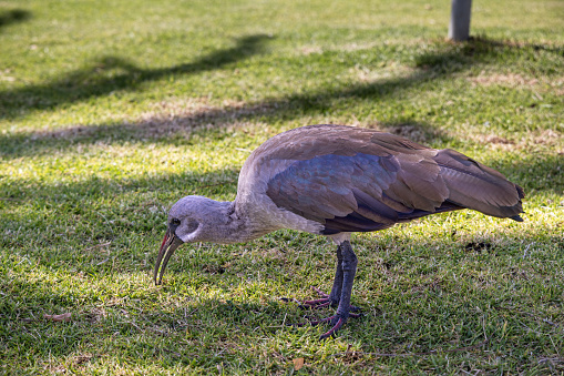 Hadeda ibis on a lawn in a public park in the center of Cape Town