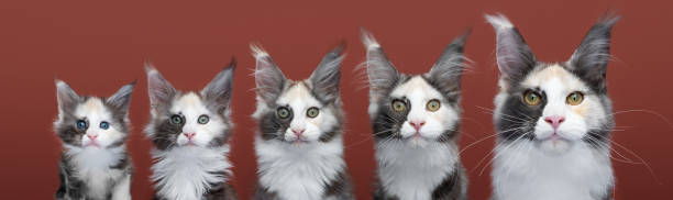 proceso de crecimiento de gatito a gato. maine coon gatito creciendo - color de ojos fotografías e imágenes de stock