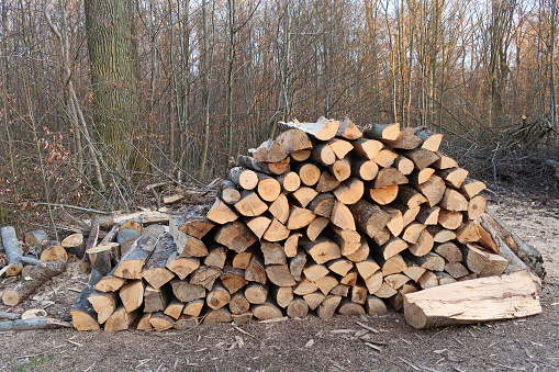 Stack of firewood with beech wood in the forest