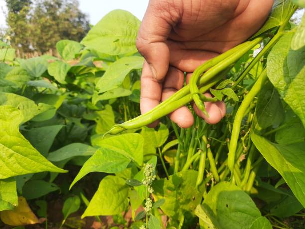 istock French beans in plant. 1459374243