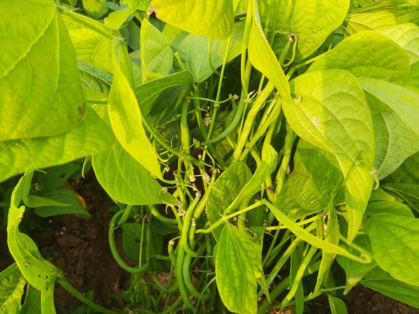 istock French beans in plant. 1459374270