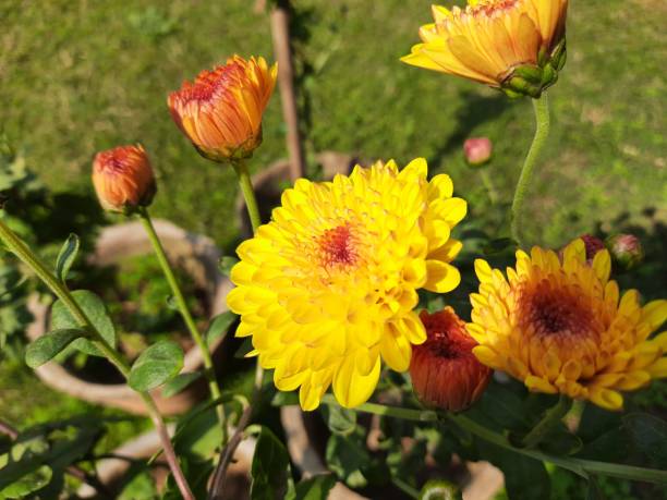 istock Chrysanthemums flower in autumn garden. 1459374416