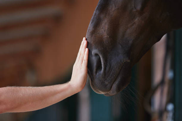 istock Human hand stroking horse head in stable 1459375984