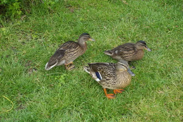 Photo of Three ducks on the grass. Three ducks top view. Water birds on the grass. Brown ducks on the grass.