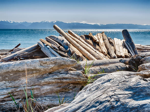 A beach house made from driftwood logs is located on South Beach on San Juan Island with Puget Sound and the Olympic Mountains behind.