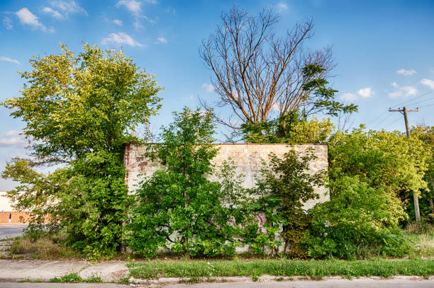 Abandoned Building On Hamilton Avenue An abandoned store on Hamilton Avenue in Highland Park is almost completely overgrown by plants. highland park michigan stock pictures, royalty-free photos & images