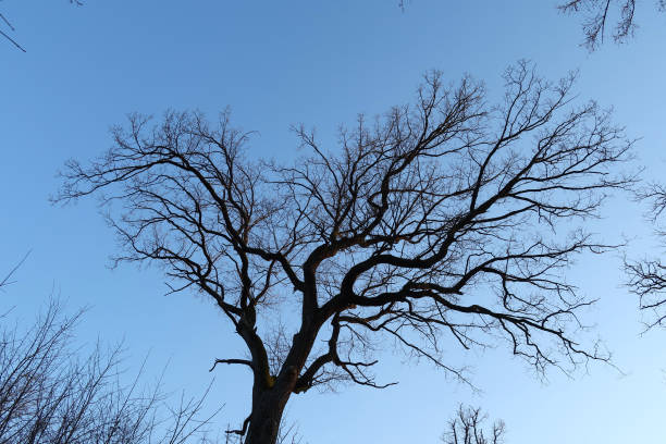 Ash tree with blue sky stock photo