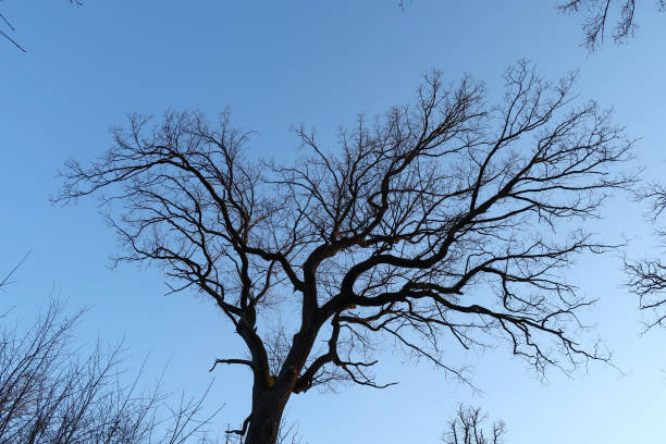 ясень с голубым небом - bare tree dry tree branch стоковые фото и изображения