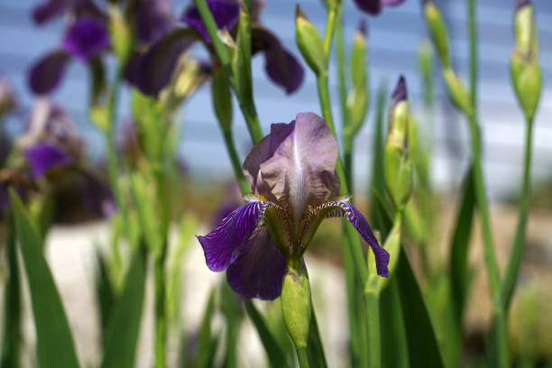 Blooming irises in a garden