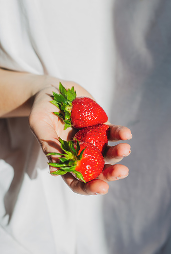 A woman holding a red, ripe, fresh strawberry isolated on a white background close-up, selective focus. A young woman holding a handful of fresh ripe strawberries, close-up. Strawberry background.