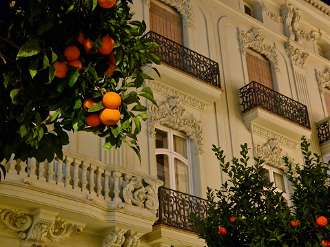 Facade of old building in Valencia, Spain, by night, surrounded by vibrantly colored oranges on green trees