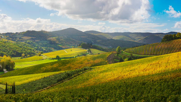 paisaje de radda in chianti, viñedos en otoño. toscana, italia - tuscany florence italy chianti region italy fotografías e imágenes de stock