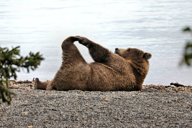 morgendliches bären-yoga - slapstick stock-fotos und bilder