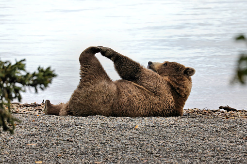 A bear stretches on the beach in Katmai