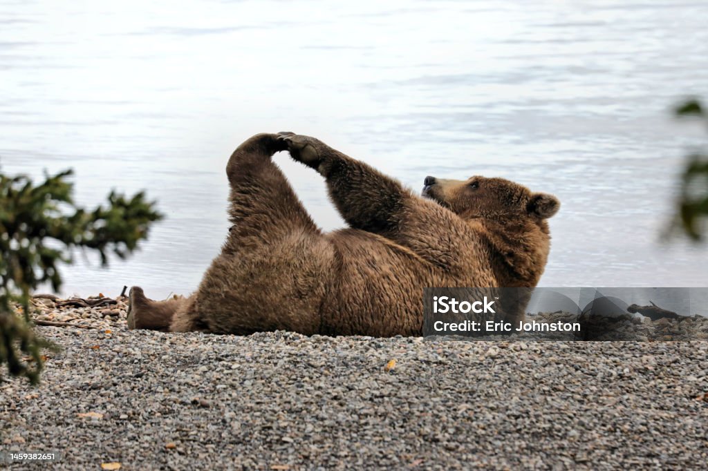 Morning bear yoga A bear stretches on the beach in Katmai Humor Stock Photo