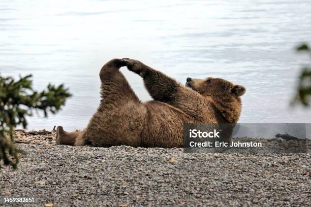 Morning Bear Yoga Stock Photo - Download Image Now - Humor, Yoga, Animal